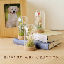 画像をギャラリービューアに読み込む, コルクフラワーガラスドーム 【あの子の庭 ー 小径】NEW!