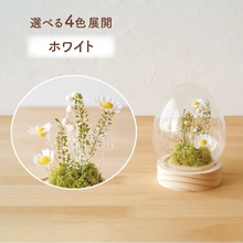 画像をギャラリービューアに読み込む, LEDフラワーガラスドーム 【あの子の庭 ー たまご】NEW!