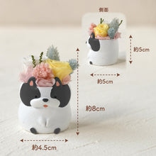 画像をギャラリービューアに読み込む, 小さな家族 フレンチブルドッグ パイド(白黒)