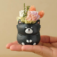 画像をギャラリービューアに読み込む, 小さな家族 チワワ ブラックタン