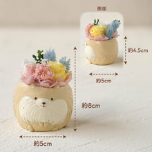 画像をギャラリービューアに読み込む, 小さな家族 ポメラニアン クリーム