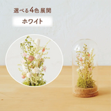 ホワイト