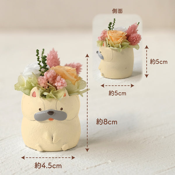 小さな家族　フレンチブルドッグ　クリーム