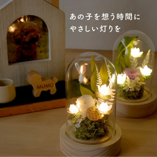 画像をギャラリービューアに読み込む, LEDフラワーガラスドーム　【あの子の庭 ー ハス】NEW！
