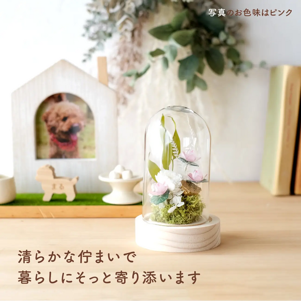 LEDフラワーガラスドーム　【あの子の庭 ー ハス】