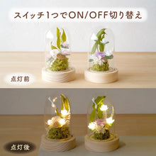 画像をギャラリービューアに読み込む, LEDフラワーガラスドーム　【あの子の庭 ー ハス】NEW！
