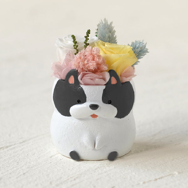 小さな家族　フレンチブルドッグ　パイド（白黒）