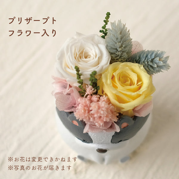 小さな家族　フレンチブルドッグ　パイド（白黒）