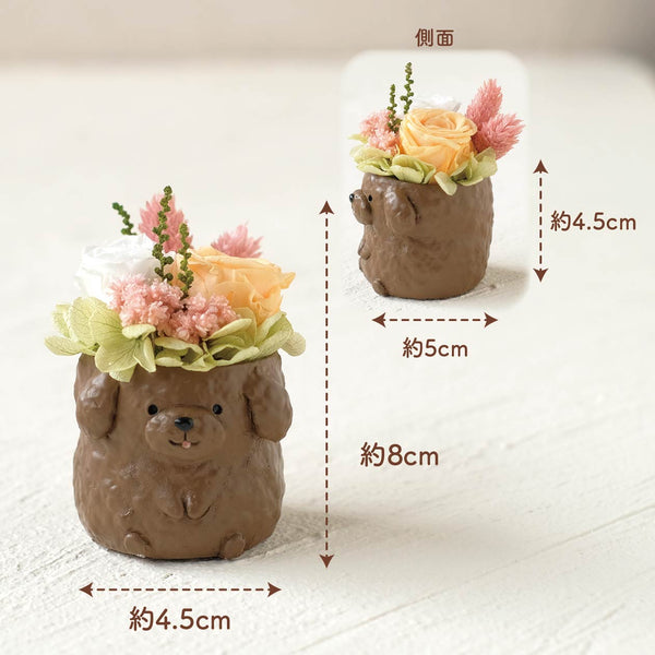 小さな家族　トイプードル　ブラウン