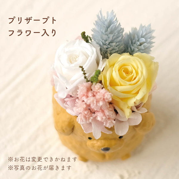 小さな家族　トイプードル　アプリコット