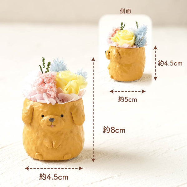 小さな家族　トイプードル　アプリコット